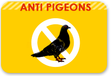 anti pigeon